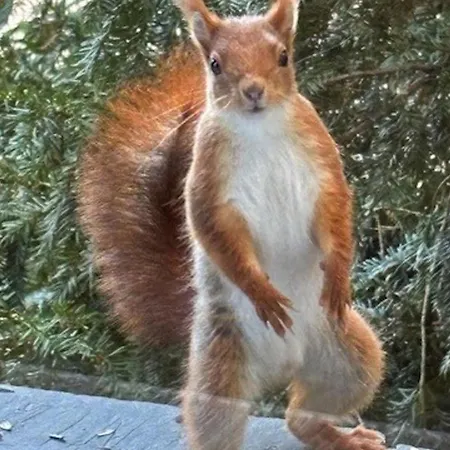 Vakantiehuis Charmante Maison Avec Jardin Clos Pres De La Riviere Louet - Fr-1-622-37 Denée